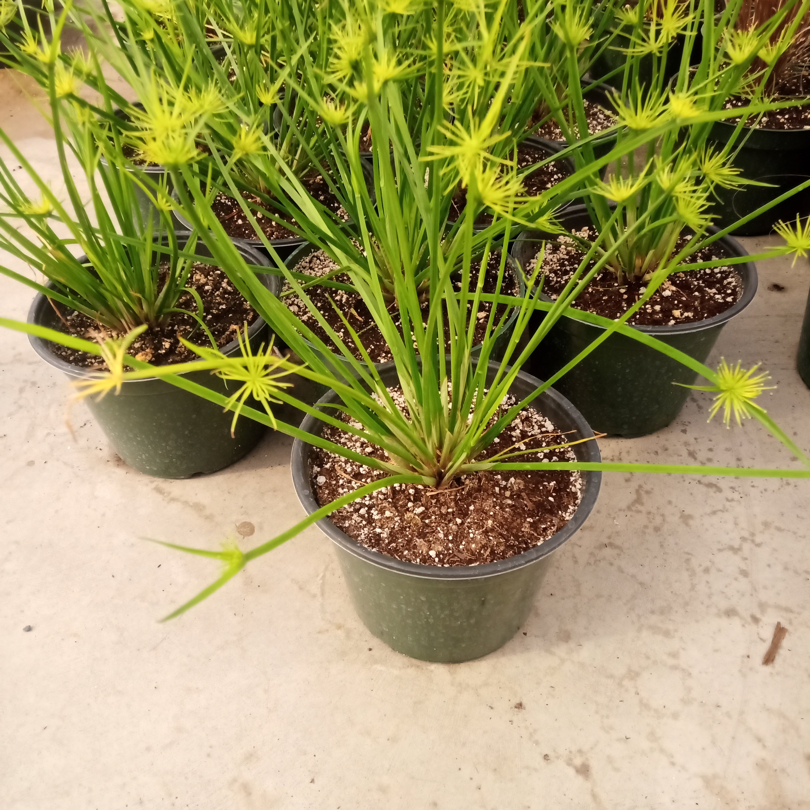 Cyperus