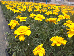 Marigold - Bonanza Yellow