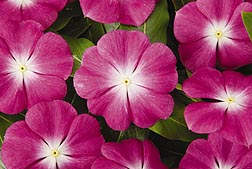 Vinca Heat Wave Raspberry Vinca - Raspberry Target Quasar – Lakeside Greenhouse