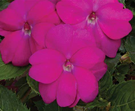 New Guinea Sunpatiens Vigorous Rose Pink