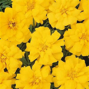 Marigold Durango Yellow