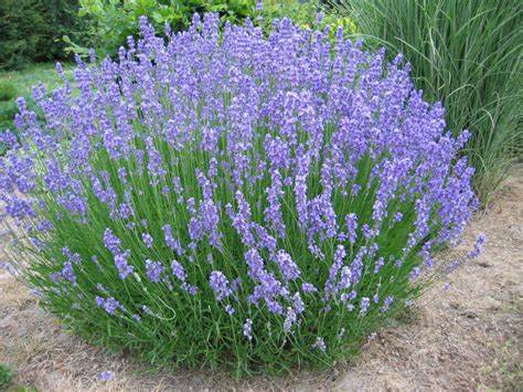 grosso lavender plant Lavender Grosso – Lakeside Greenhouse