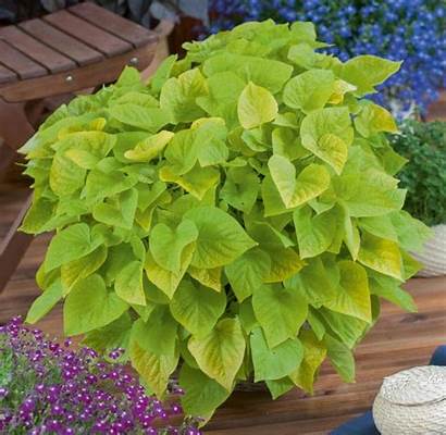 Ipomea Light Greenheart – Lakeside Greenhouse